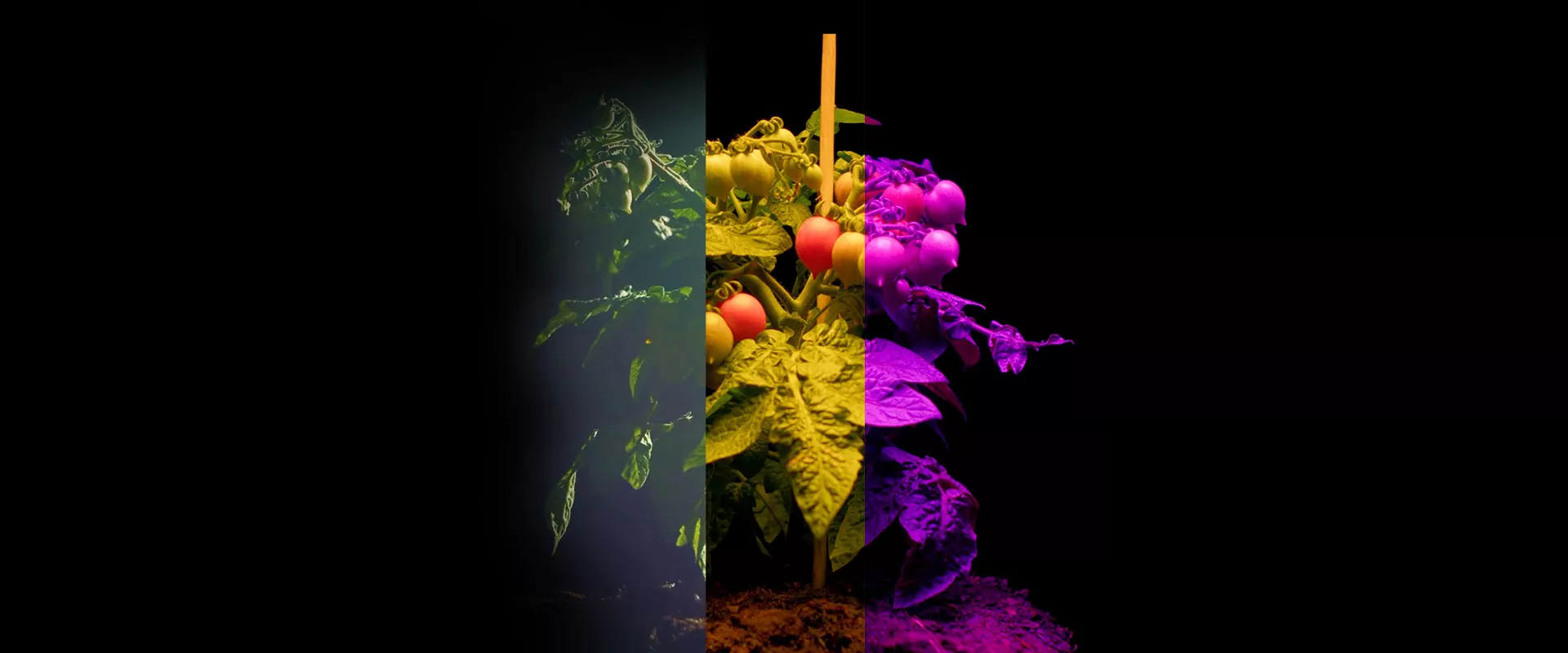 PERFECT FOR ALL: Growing on LED, HPS, Sun with CANNA products