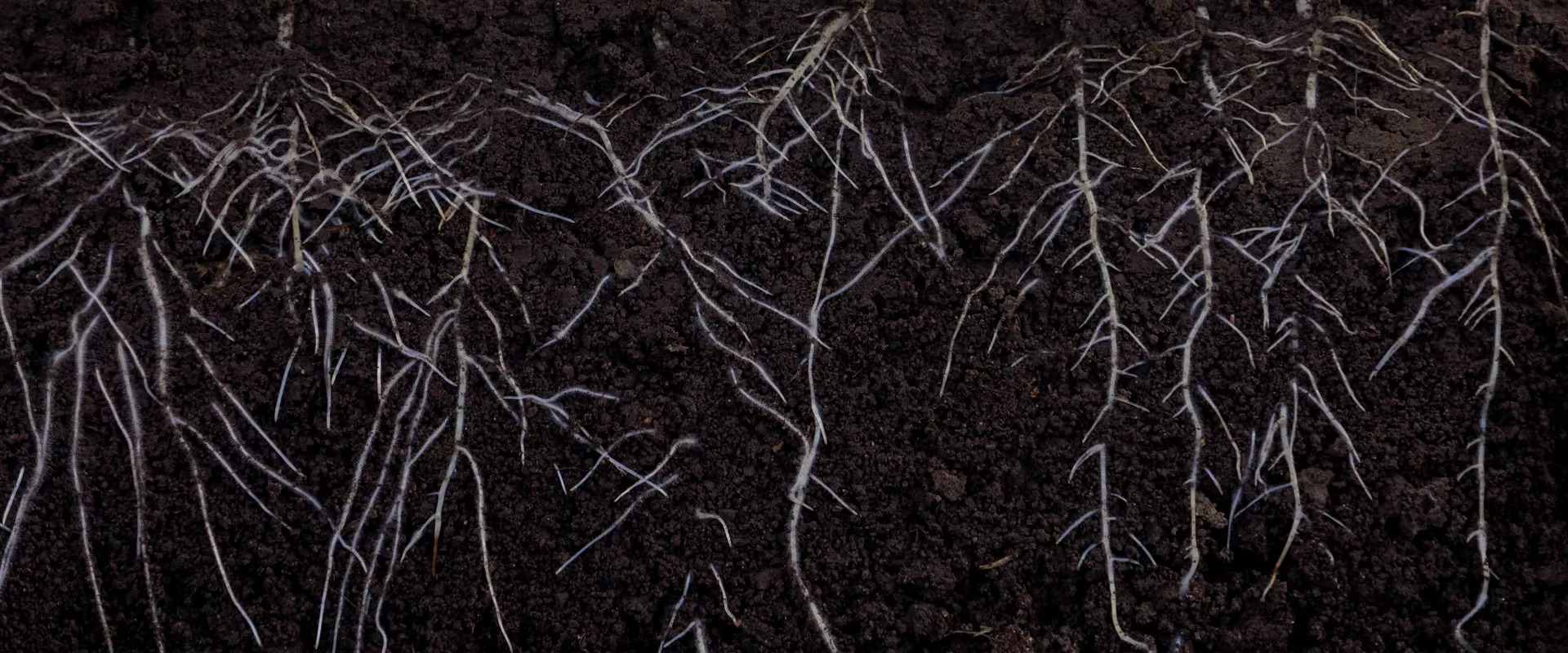 PERFECT FOR ALL: Growing on LED, HPS, Sun with CANNA products