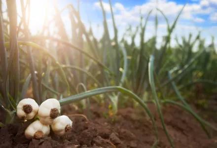 Using potting mixes